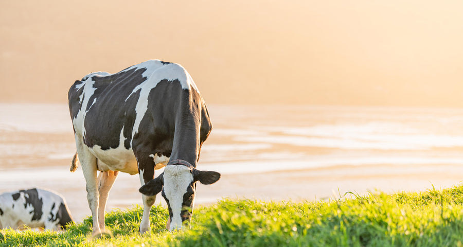 A cow grazing on the farm.