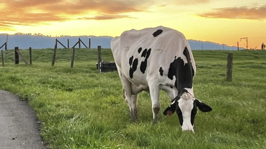 Cow at Sunset