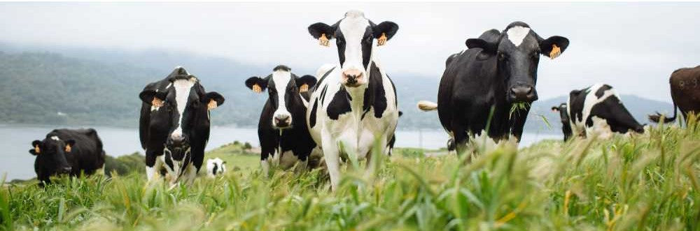 Meet the Sisters Who Saved Point Reyes Farmstead Cheese Co. – Point ...