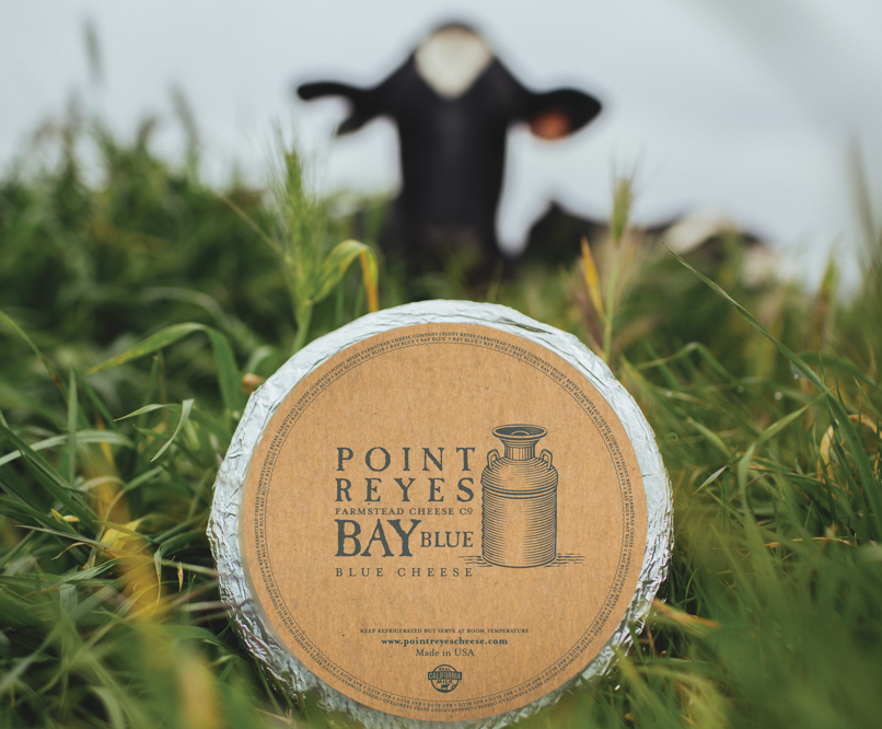 a wheel of bay blue cheese in front of a cow