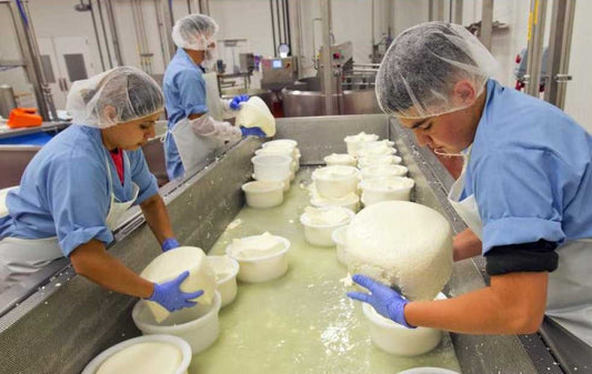 Cheesemakers transferring cheese curds into wheel forms