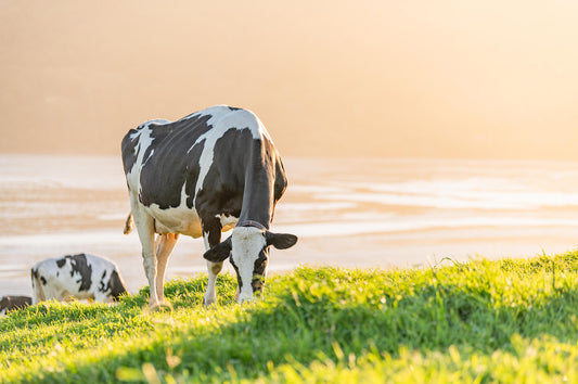 A cow standing on pasture at sunset