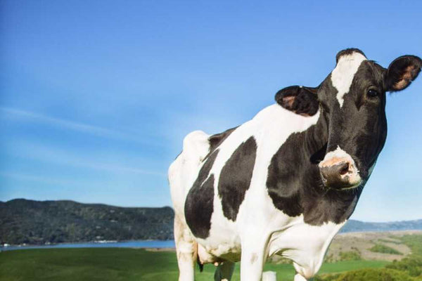 A holstein cow standing on a green field with blue skies