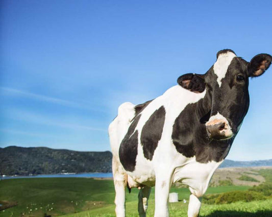 A holstein cow standing on a green field with blue skies