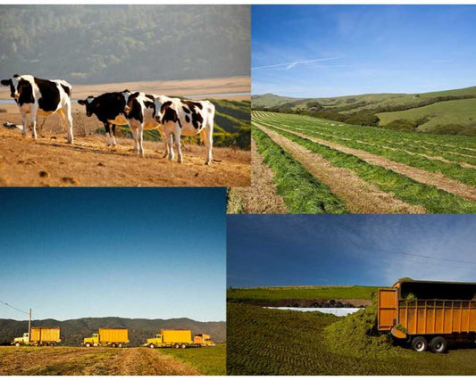 A collage of farm pastures, trucks hauling grass, and cows
