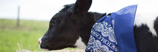 Baby cow wearing a blue bandana