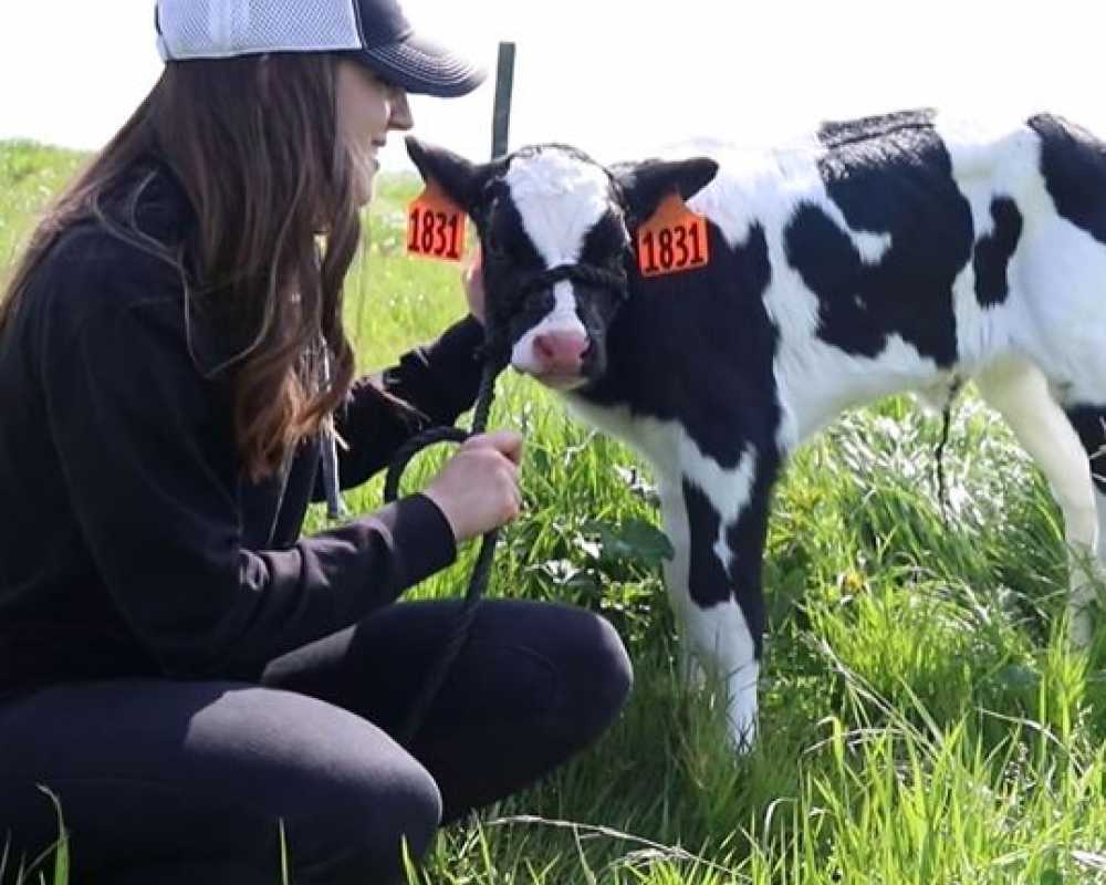 Woman kneeling to pet a baby cow