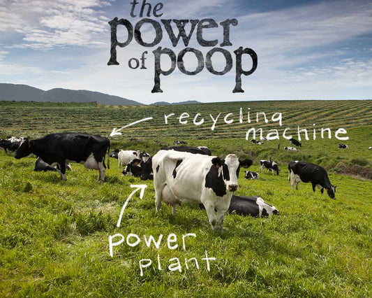 Cow on pasture with the headline "the power of poop" 