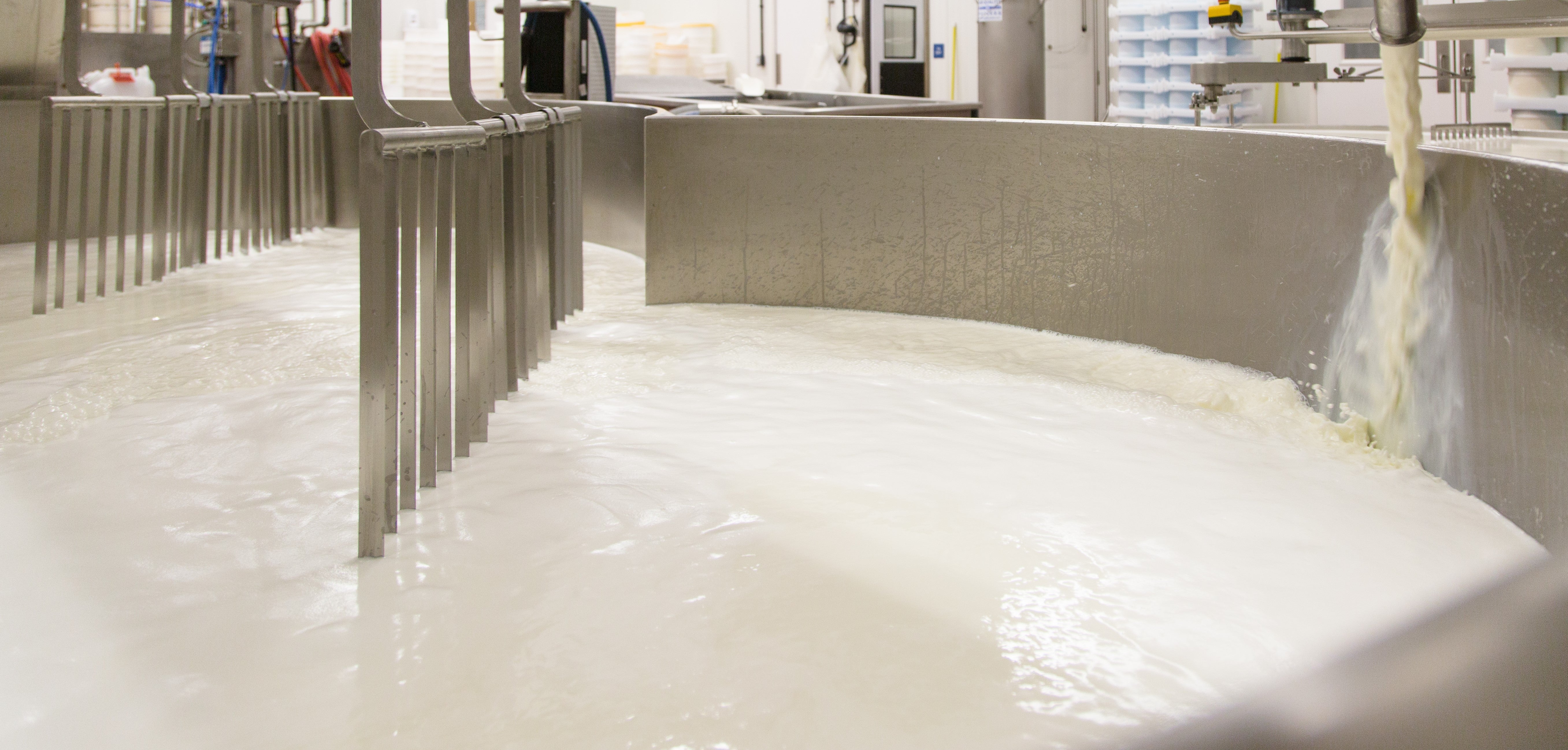 milk going into vat to make cheese