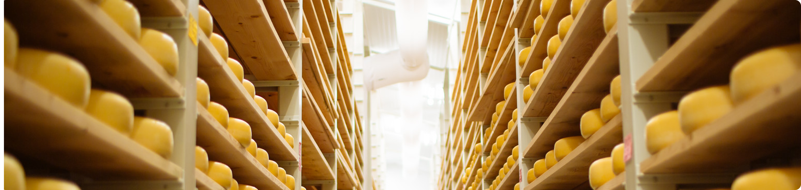 toma cheese wheels in the aging room