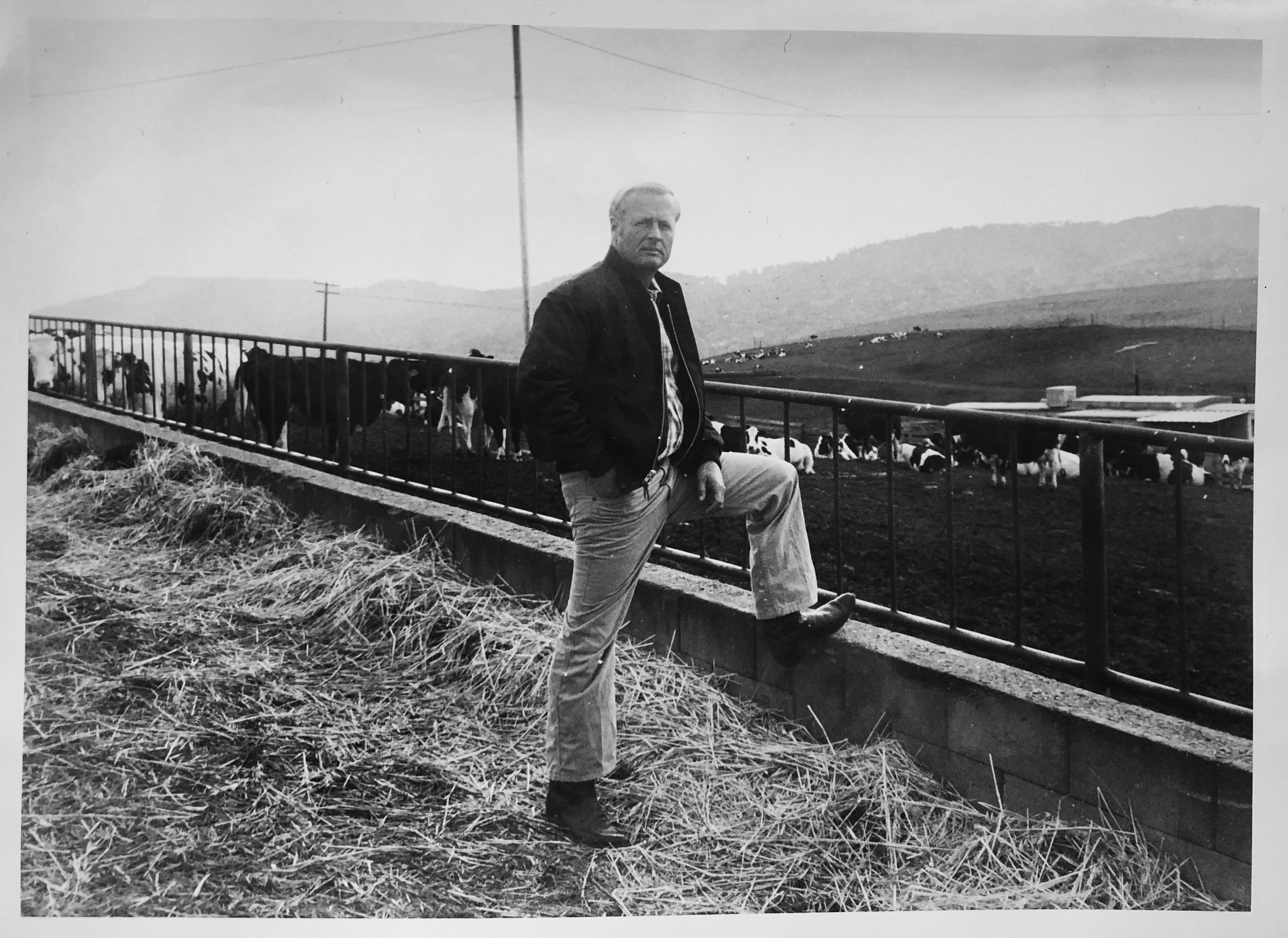 old photo of bob giacomini with cows in the 1980s