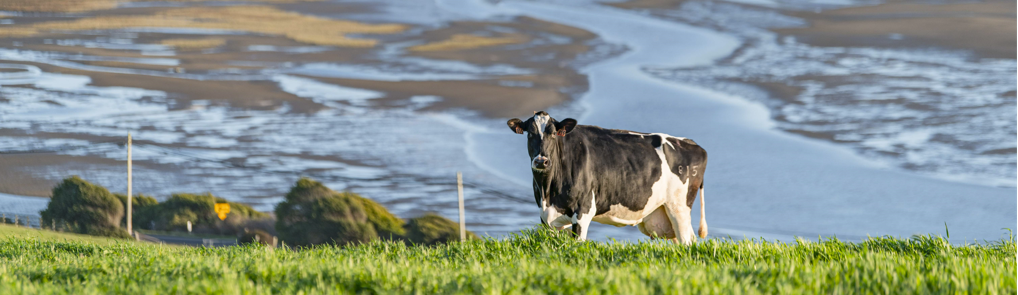 cow on pasture