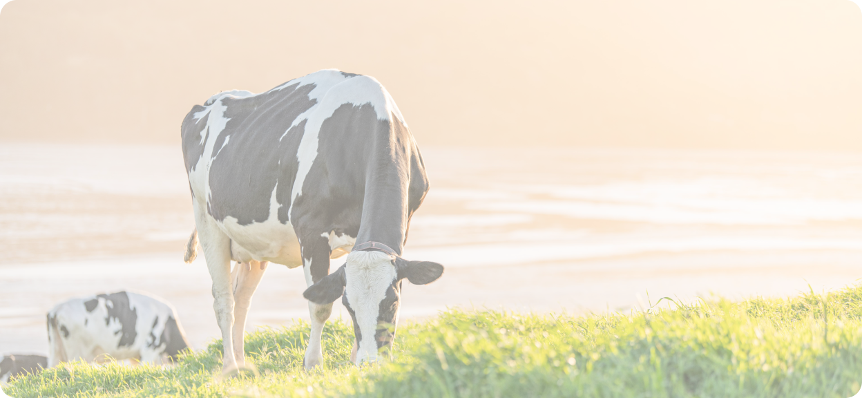 a cow on pasture at sunset